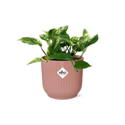 Epipremnum aureum ‘Marble Queen’ – Scindapsus Marble Queen in Elho Vibes Fold Pot - roze