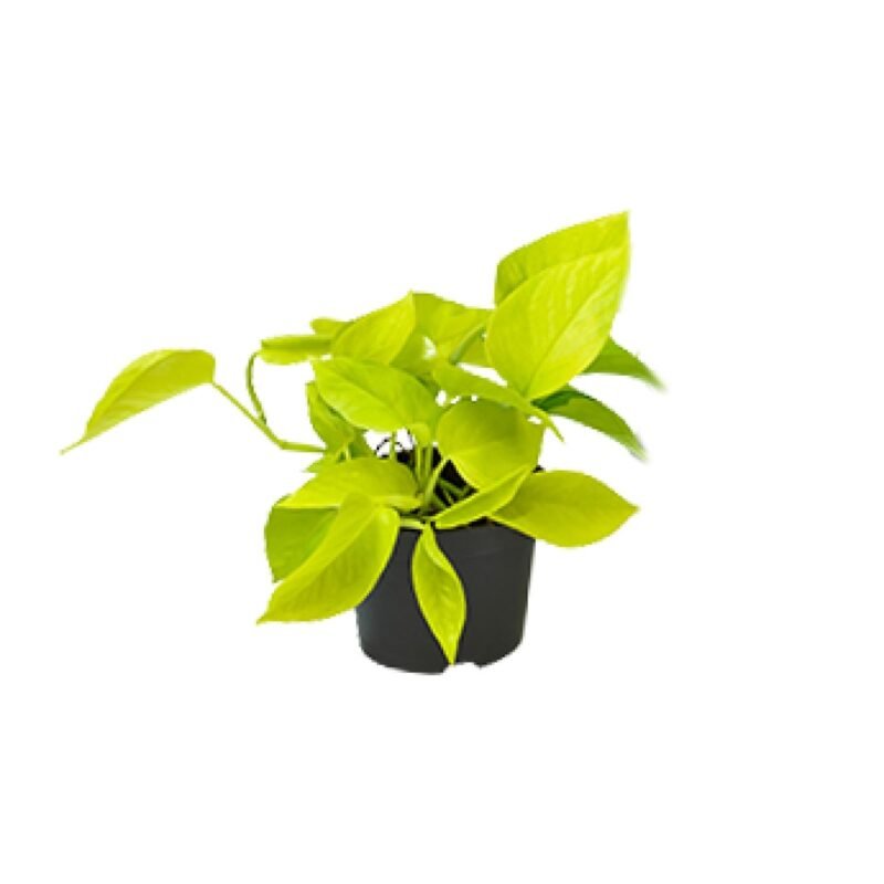 Epipremnum aureum ‘Golden Pothos’ - Scindapsus Golden Pothos - 15 cm - PROMO