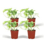 Epipremnum aureum - Scindapsus - 20 cm - 4 stuks
