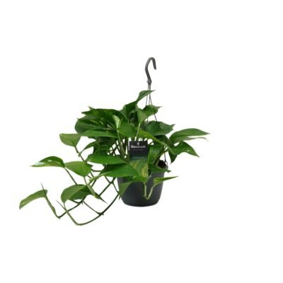 Epipremnum aureum – Scindapsus (Geldplant) hangplant - 50