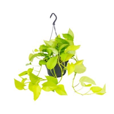 Epipremnum aureum ‘Golden Pothos’ – Scindapsus Golden Pothos hangplant - 25