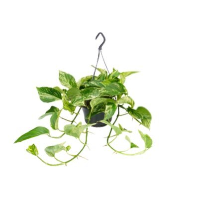 Epipremnum aureum ‘Marble Queen’ – Scindapsus Marble Queen hangplant - 25