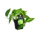 Epipremnum pinnatum ‘HiColor’ – Scindapsus Pinnatum HiColor