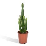 Euphorbia acrurensis – Cowboycactus