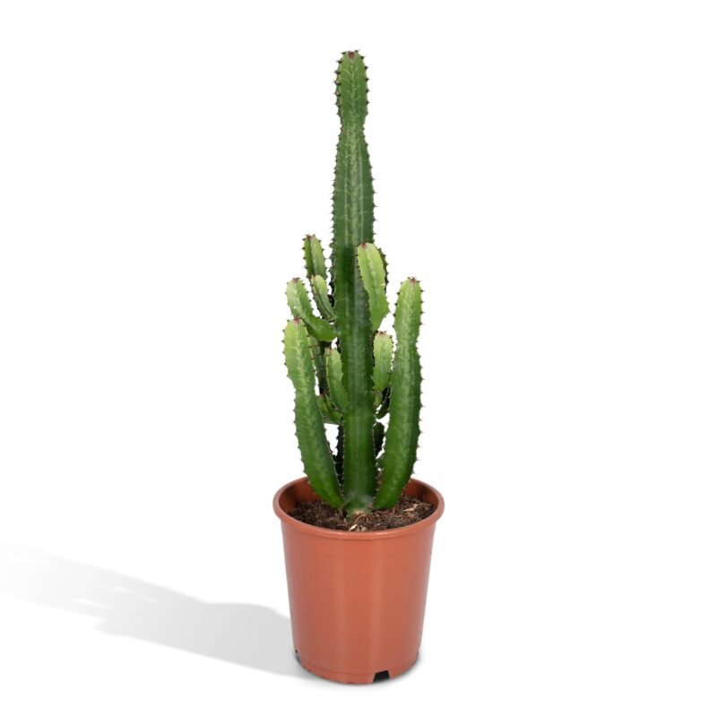 Euphorbia acrurensis – Cowboycactus