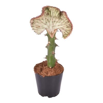 Euphorbia lactea ‘Cristata’ rood – Koraalcactus rood