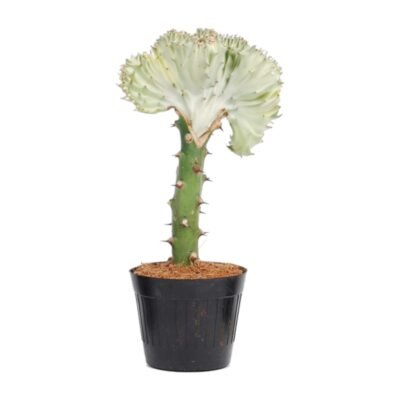 Euphorbia lactea ‘Cristata’ wit – Koraalcactus wit