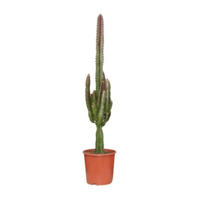 Euphorbia trigona ‘Rubra’ – Rode Afrikaanse melkboom
