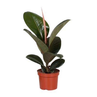 Ficus elastica ‘Robusta’ – Rubberplant Robusta - 35