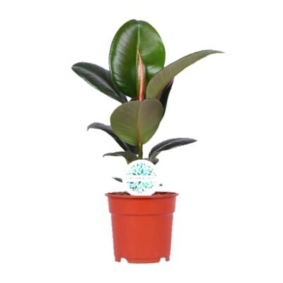 Ficus elastica ‘Robusta’ – Rubberplant Robusta - 55