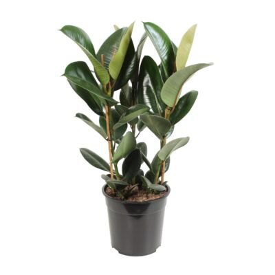 Ficus elastica ‘Robusta’ – Rubberplant Robusta - 85