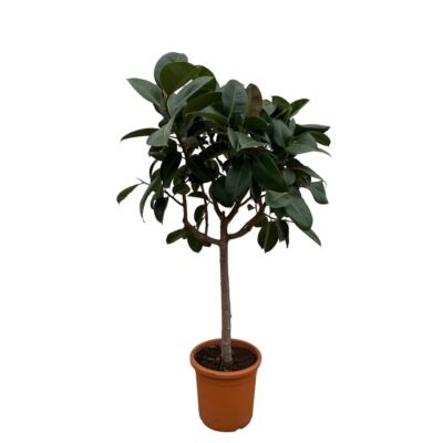 Ficus elastica ‘Robusta’ – Rubberplant Robusta op stam