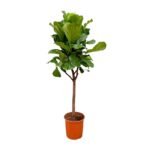 Ficus lyrata – Vioolbladplant boom