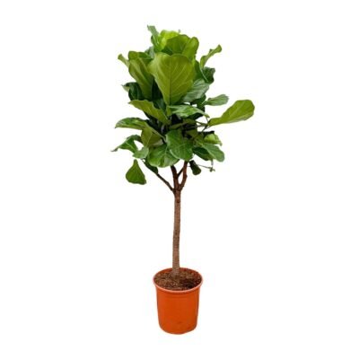 Ficus lyrata – Vioolbladplant boom