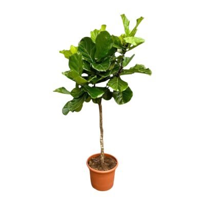 Ficus lyrata – Vioolbladplant boom - 200
