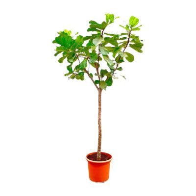 Ficus lyrata – Vioolbladplant boom - 270