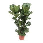 Ficus lyrata – Vioolbladplant - 100 - Dubbele stam