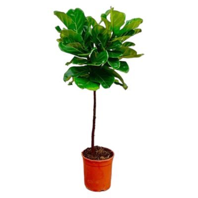 Ficus lyrata - Vioolbladplant - 130 cm - stam