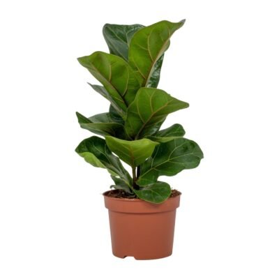Ficus lyrata – Vioolbladplant - Enkele stam - 30