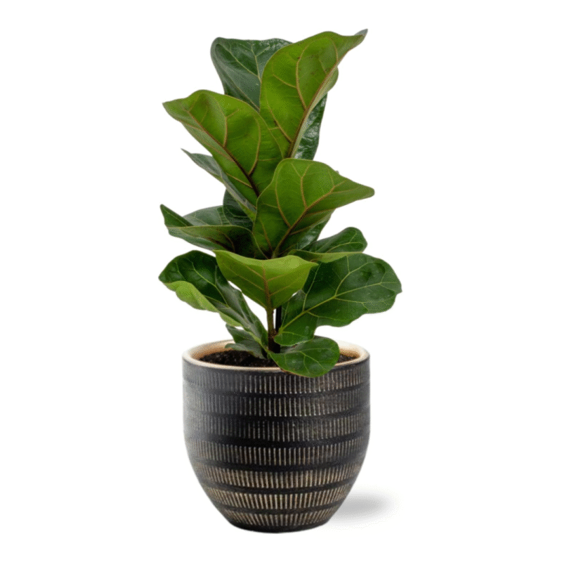 Ficus lyrata - Vioolbladplant - 30 cm + Beau pot zwart
