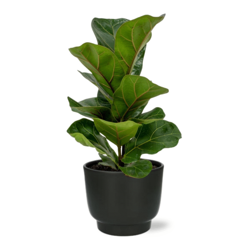 Ficus lyrata - Vioolbladplant - 30 cm + Potenza pot zwart