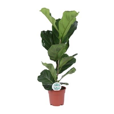 Ficus lyrata – Vioolbladplant - Enkele stam - 60