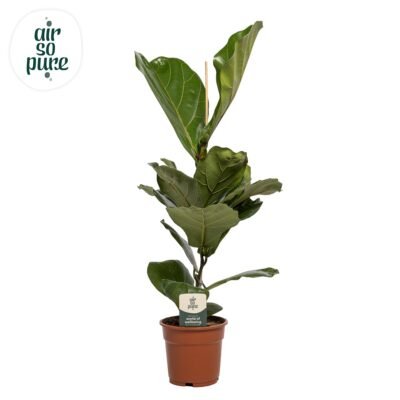 Ficus lyrata – Vioolbladplant - Enkele stam - 60
