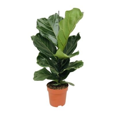 Ficus lyrata – Vioolbladplant - Enkele stam - 75