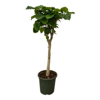 Ficus umbellata – Ficus umbellata stam