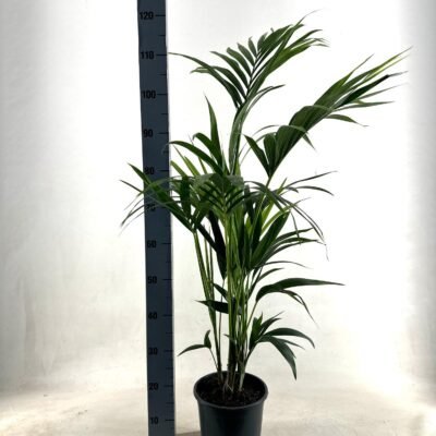 Howea forsteriana – Kentia palm - 105