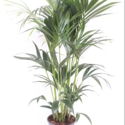 Howea forsteriana – Kentia palm - 120