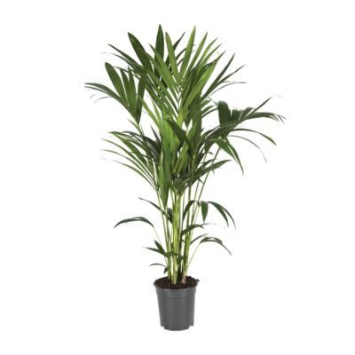 Howea forsteriana – Kentia palm - 120