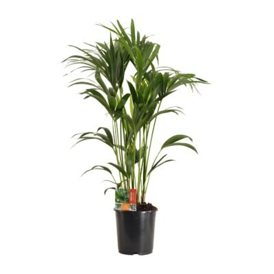 Howea forsteriana – Kentia palm - 120