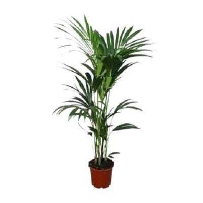 Howea forsteriana – Kentia palm - 120