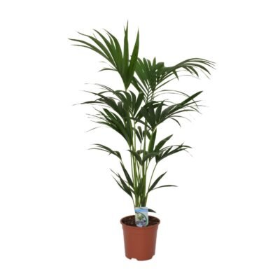 Howea forsteriana – Kentia palm - 120