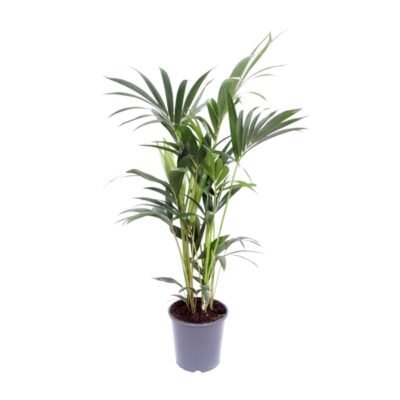Howea forsteriana – Kentia palm - 120