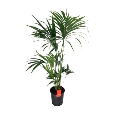 Howea forsteriana – Kentia palm - 130