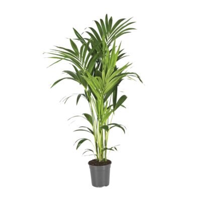 Howea forsteriana – Kentia palm - 130