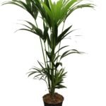 Howea forsteriana – Kentia palm 5 Pit