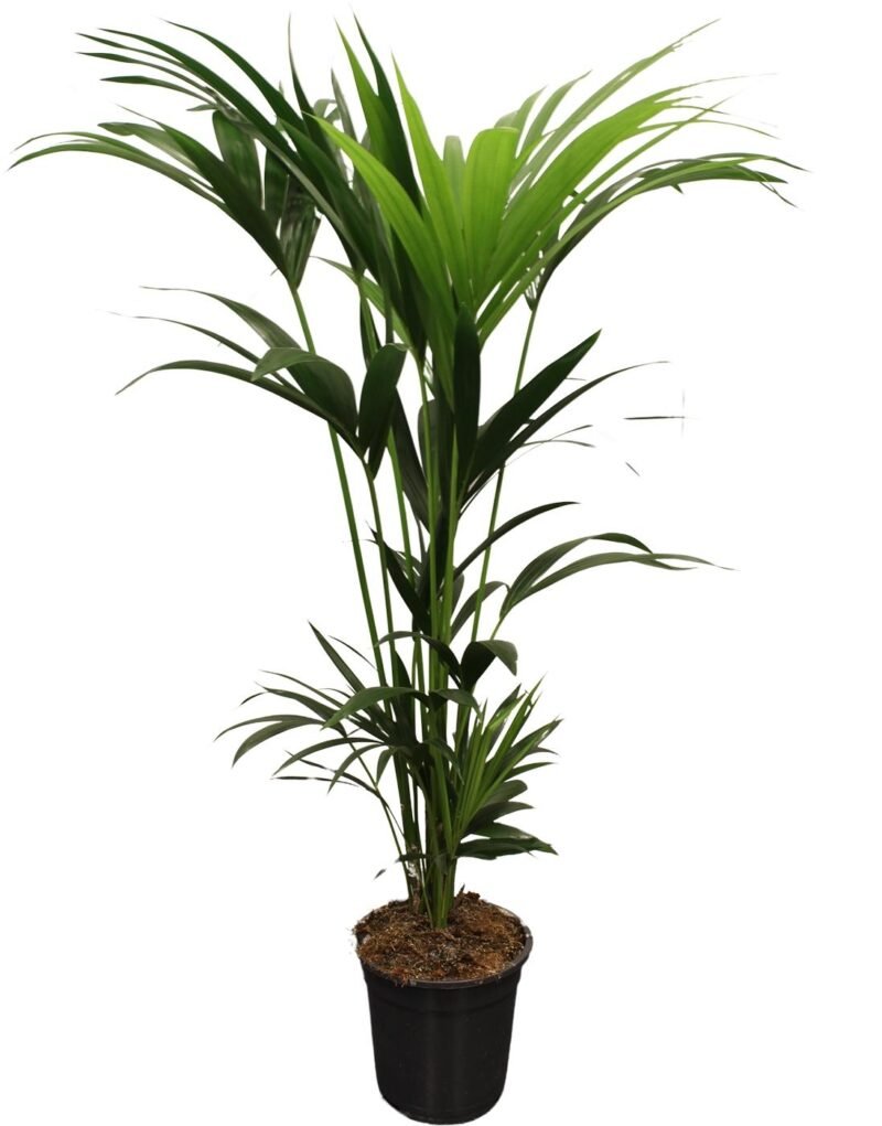 Howea forsteriana – Kentia palm 5 Pit