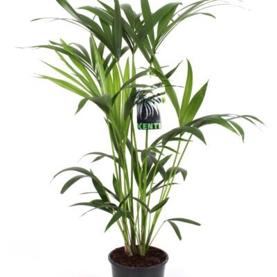 Howea forsteriana – Kentia palm - 80