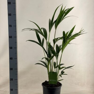 Howea forsteriana – Kentia palm - 90