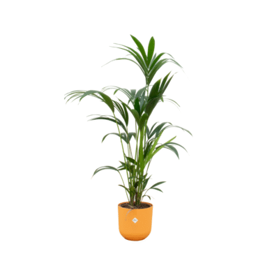 Howea forsteriana – Kentia palm in Elho Jazz Pot - 160 / geel