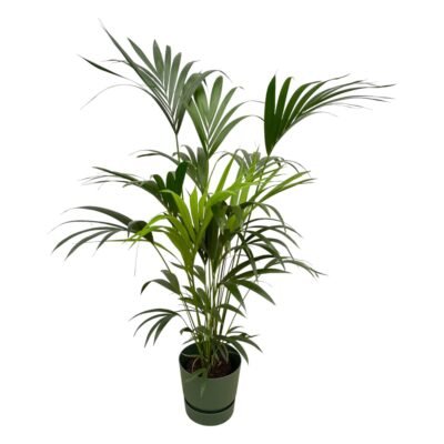 Howea forsteriana – Kentia palm in Elho Greenville Pot - Groen