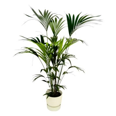 Howea forsteriana – Kentia palm in Elho Greenville Pot - Wit