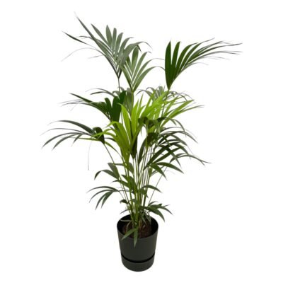 Howea forsteriana – Kentia palm in Elho Greenville Pot - Zwart