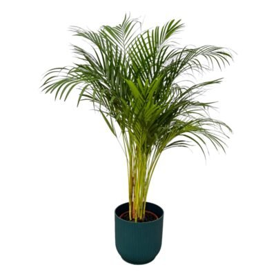 Howea forsteriana – Kentia palm in Elho Vibes Pot - 180 / Blauw