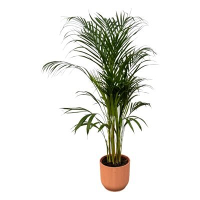 Dypsis lutescens – Goudpalm (Areca) in Elho Vibes Round Pot - 110 / roze