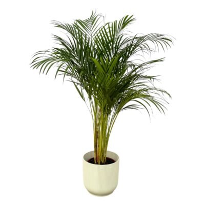 Howea forsteriana – Kentia palm in Elho Vibes Pot - 180 / Wit