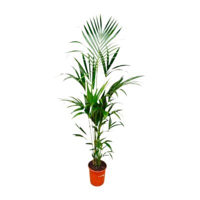 Howea forsteriana – Kentia palm - 180